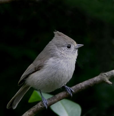 Oak Titmouse