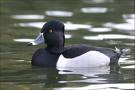 Ring-necked duck