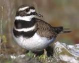 killdeer.jpg